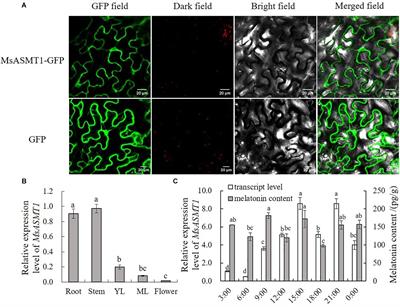 Overexpression of MsASMT1 Promotes Plant Growth and Decreases Flavonoids Biosynthesis in Transgenic Alfalfa (Medicago sativa L.)